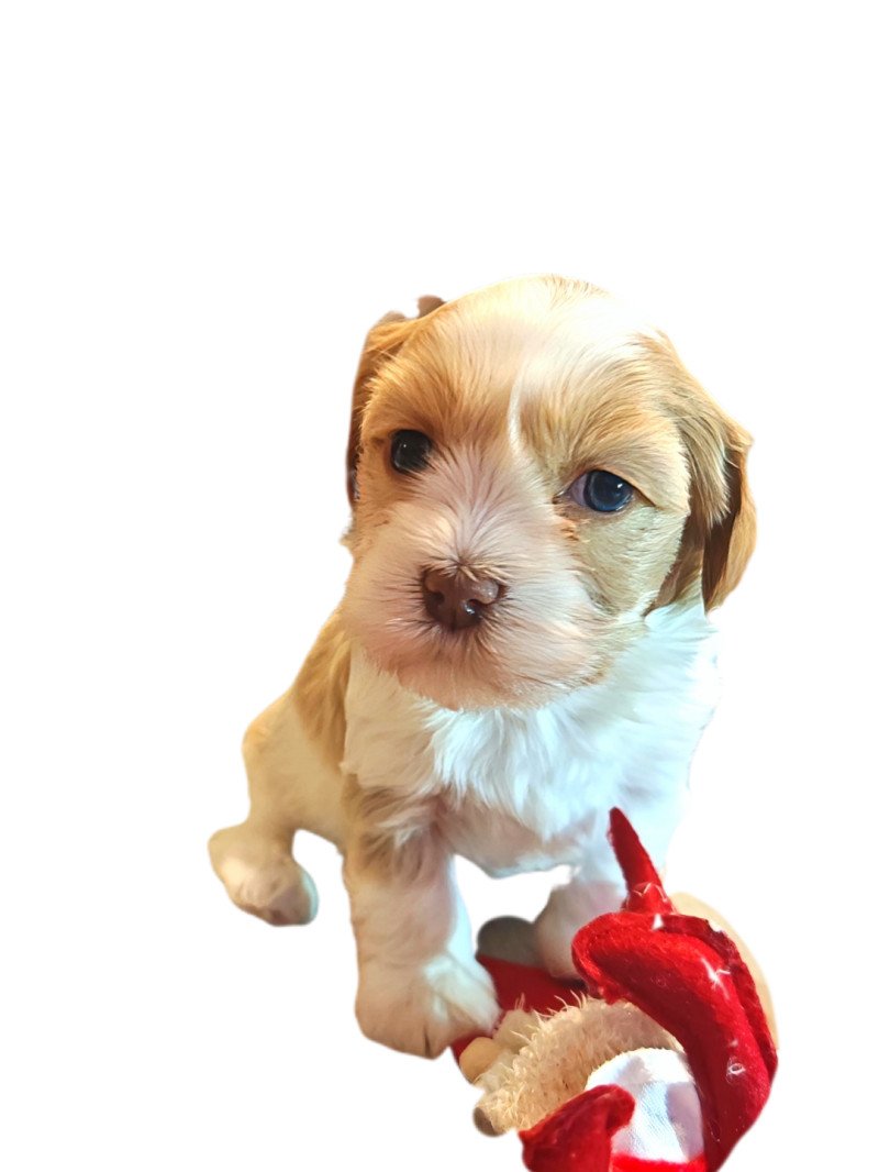 ABBA La Maison de Prigailla Femelle Bichon havanais