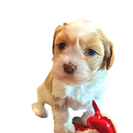 ABBA La Maison de Prigailla Femelle Bichon havanais