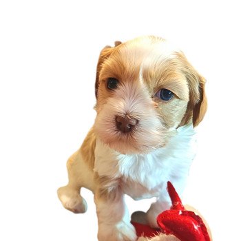 chiot Bichon havanais SABLE PAN BLANC Les Havanais de la Maison de Prigailla