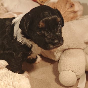 chiot Bichon havanais PIE IRLANDAIS NOIR PAN BLANC ET FAUVE Les Havanais de la Maison de Prigailla