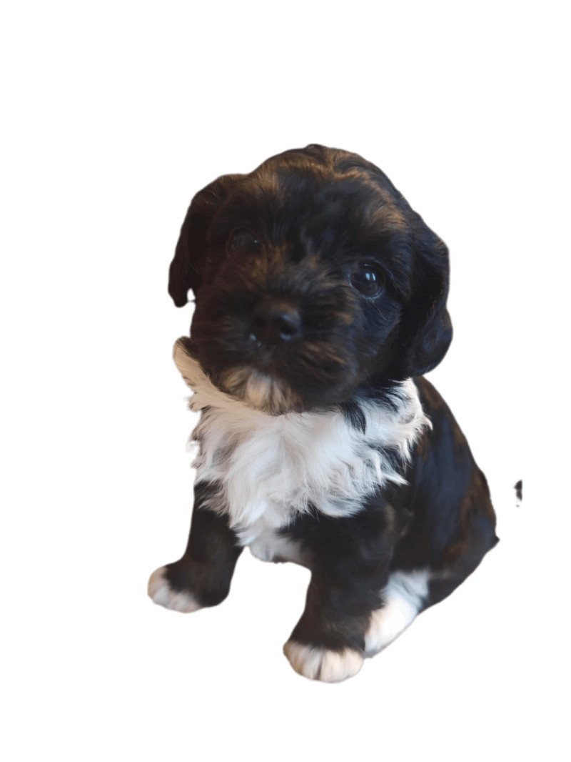 Arlette La Maison de Prigailla Femelle Bichon havanais