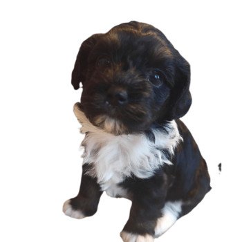 chiot Bichon havanais PIE IRLANDAIS NOIR PAN BLANC ET FAUVE Les Havanais de la Maison de Prigailla