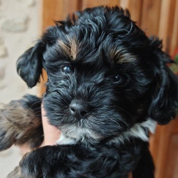 chiot Bichon havanais PIE IRLANDAIS NOIR PAN BLANC ET FAUVE Sophie Les Havanais de la Maison de Prigailla