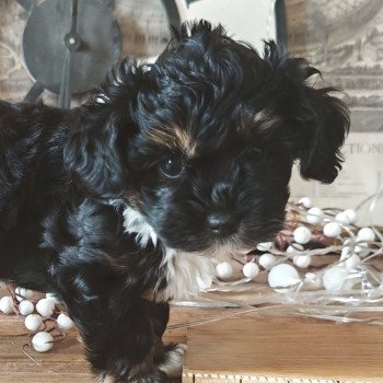 chiot Bichon havanais PIE IRLANDAIS NOIR PAN BLANC ET FAUVE Sophie Les Havanais de la Maison de Prigailla
