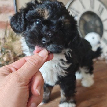 chiot Bichon havanais PIE IRLANDAIS NOIR PAN BLANC ET FAUVE Sophie Les Havanais de la Maison de Prigailla