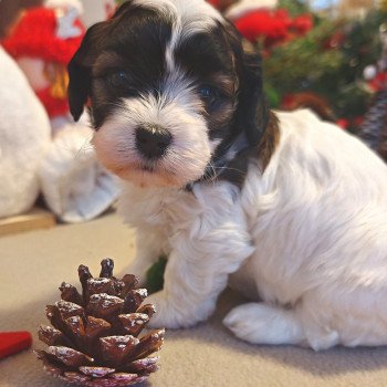 chiot Bichon havanais PIE BLANC PAN FAUVE ROUGE Les Havanais de la Maison de Prigailla