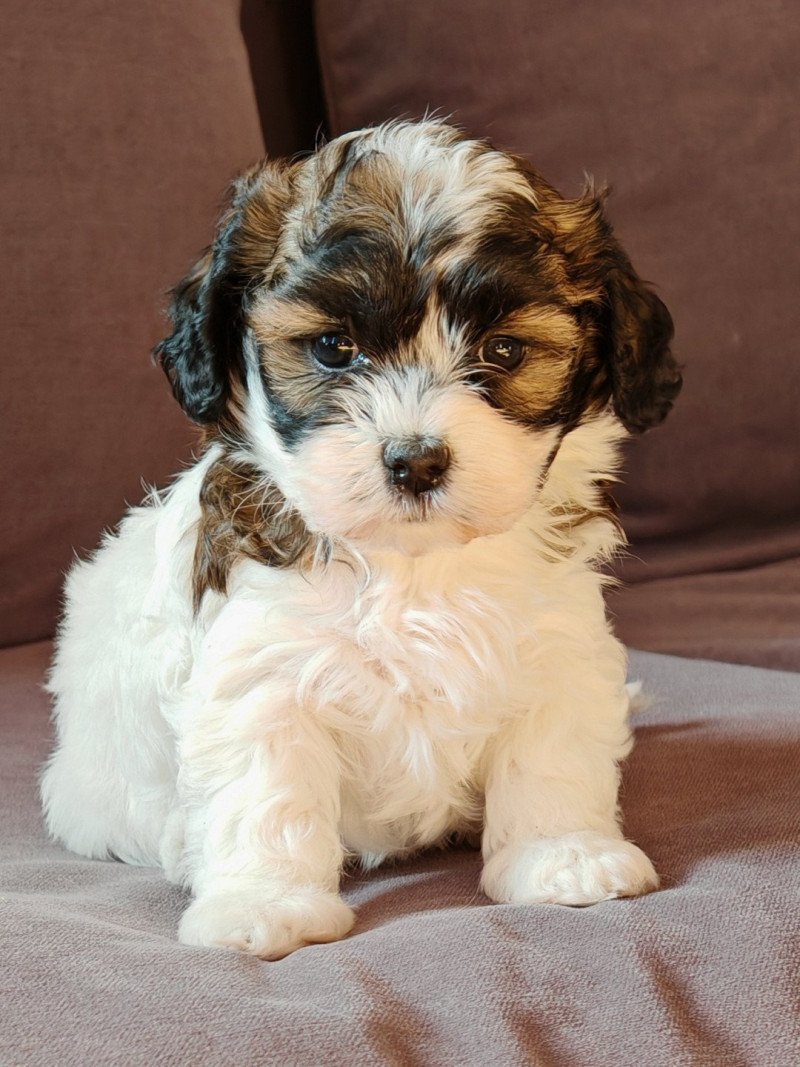 Autumn La Maison de Prigailla Femelle Bichon havanais