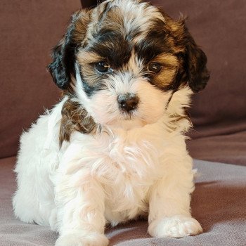 chiot Bichon havanais PIE BLANC PAN FAUVE ROUGE Autumn Les Havanais de la Maison de Prigailla