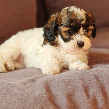 chiot Bichon havanais PIE BLANC PAN FAUVE ROUGE Autumn Les Havanais de la Maison de Prigailla