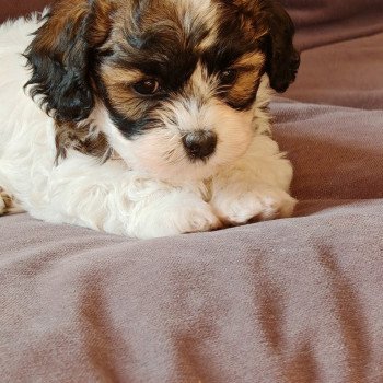 chiot Bichon havanais PIE BLANC PAN FAUVE ROUGE Autumn Les Havanais de la Maison de Prigailla