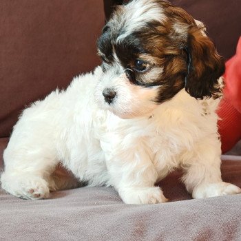 chiot Bichon havanais PIE BLANC PAN FAUVE ROUGE Autumn Les Havanais de la Maison de Prigailla