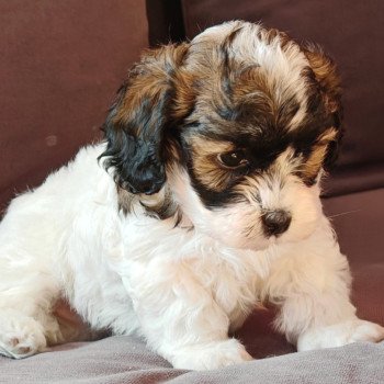 chiot Bichon havanais PIE BLANC PAN FAUVE ROUGE Autumn Les Havanais de la Maison de Prigailla