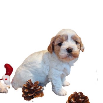 chiot Bichon havanais PIE BLANC PAN SABLE Les Havanais de la Maison de Prigailla