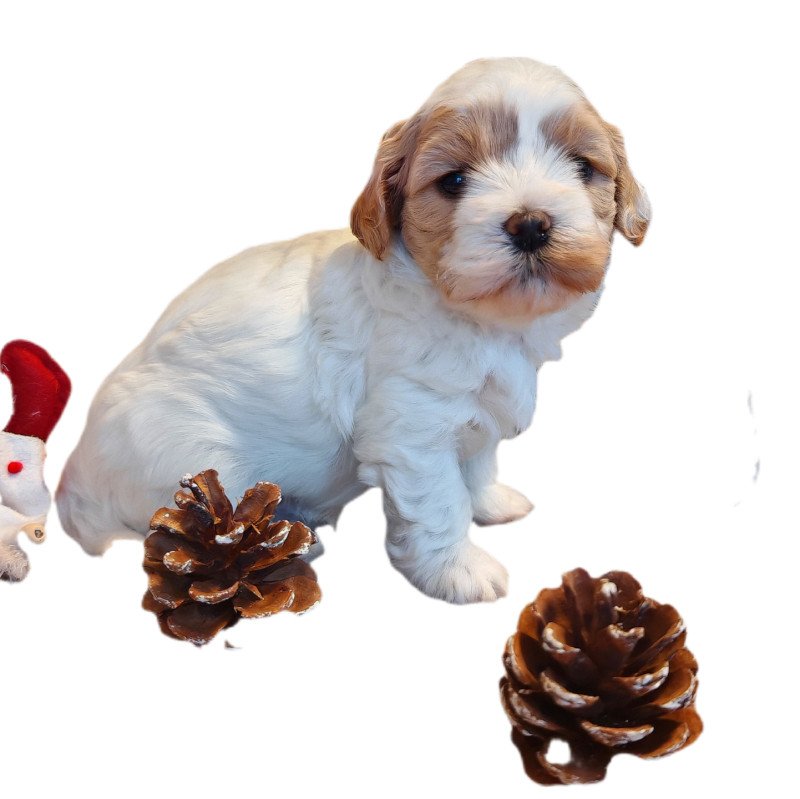 AMOUR La Maison de Prigailla Mâle Bichon havanais