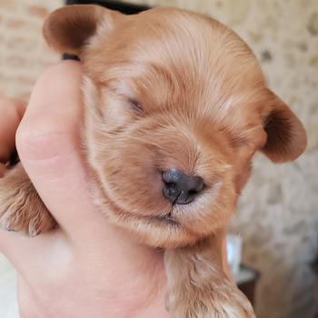 chiot Bichon havanais SABLE Les Havanais de la Maison de Prigailla