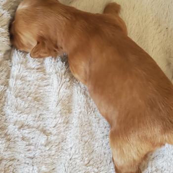 chiot Bichon havanais SABLE Les Havanais de la Maison de Prigailla