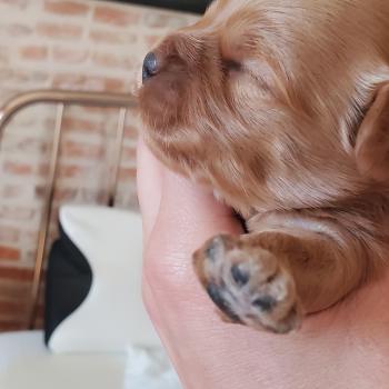 chiot Bichon havanais SABLE Les Havanais de la Maison de Prigailla