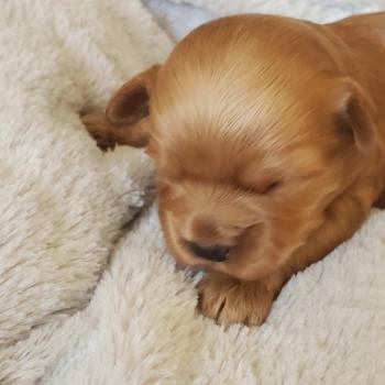 chiot Bichon havanais SABLE Les Havanais de la Maison de Prigailla