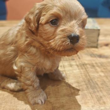 chiot Bichon havanais SABLE Les Havanais de la Maison de Prigailla
