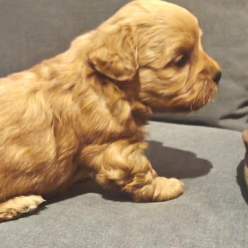 chiot Bichon havanais SABLE Les Havanais de la Maison de Prigailla