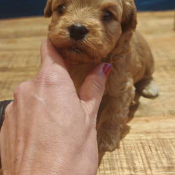 chiot Bichon havanais SABLE Les Havanais de la Maison de Prigailla