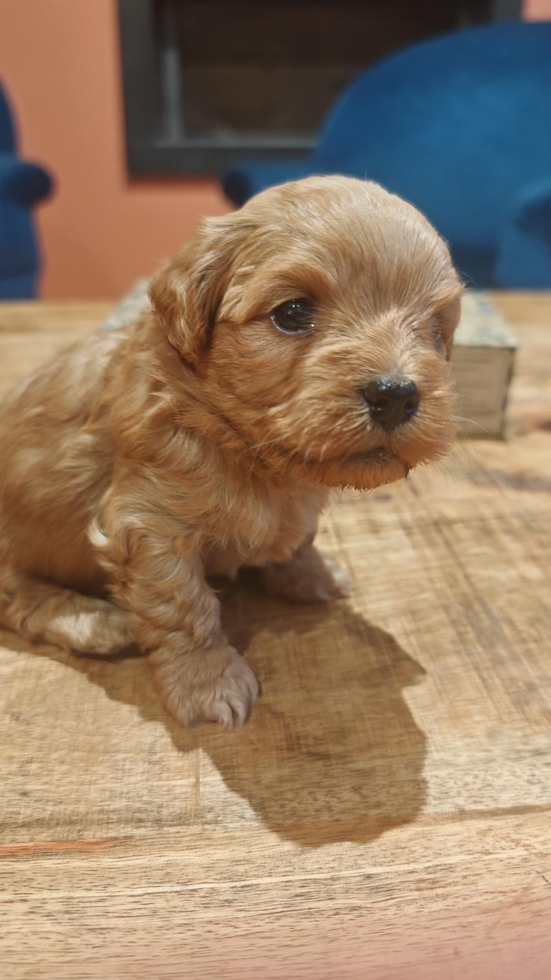 Beau La Maison de Prigailla Mâle Bichon havanais