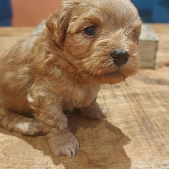 Beau La Maison de Prigailla Mâle Bichon havanais