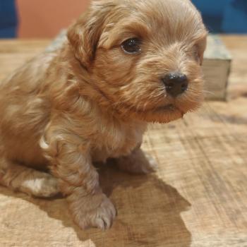 chiot Bichon havanais SABLE Darcy Les Havanais de la Maison de Prigailla