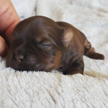 chiot Bichon havanais CHOCOLAT TAN Les Havanais de la Maison de Prigailla