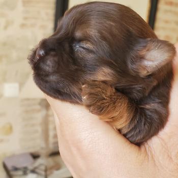 chiot Bichon havanais CHOCOLAT TAN Les Havanais de la Maison de Prigailla