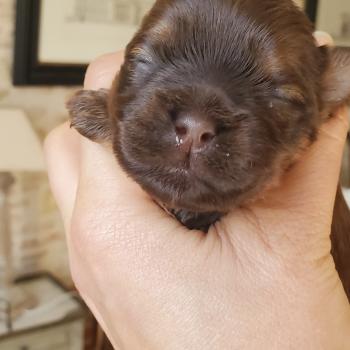 chiot Bichon havanais CHOCOLAT TAN Les Havanais de la Maison de Prigailla