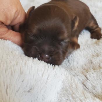 chiot Bichon havanais CHOCOLAT TAN Les Havanais de la Maison de Prigailla