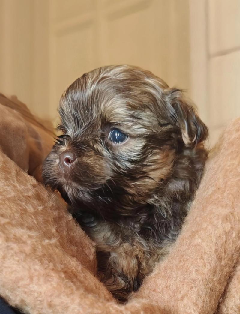 Berlioz La Maison de Prigailla Mâle Bichon havanais