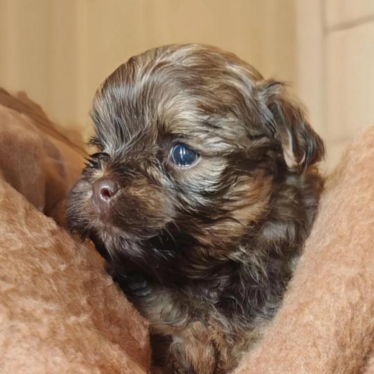 Berlioz La Maison de Prigailla Mâle Bichon havanais