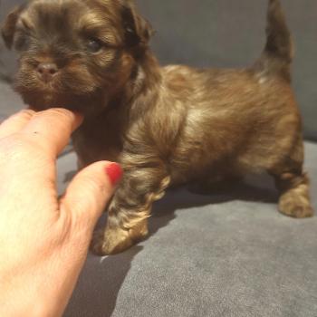 chiot Bichon havanais CHOCOLAT TAN Les Havanais de la Maison de Prigailla