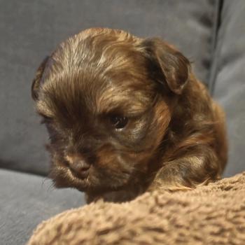 chiot Bichon havanais CHOCOLAT TAN Les Havanais de la Maison de Prigailla