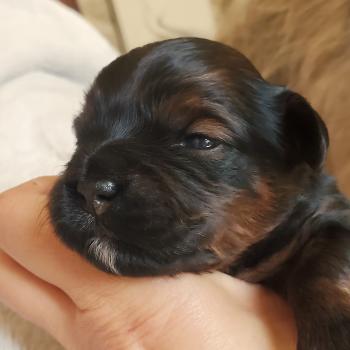 chiot Bichon havanais ROUGE CHARBONNE Les Havanais de la Maison de Prigailla