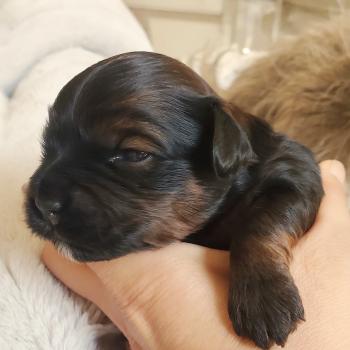 chiot Bichon havanais ROUGE CHARBONNE Les Havanais de la Maison de Prigailla