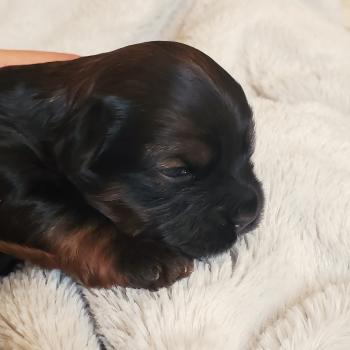 chiot Bichon havanais ROUGE CHARBONNE Les Havanais de la Maison de Prigailla