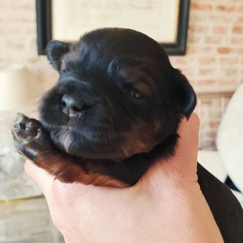 chiot Bichon havanais ROUGE CHARBONNE Les Havanais de la Maison de Prigailla