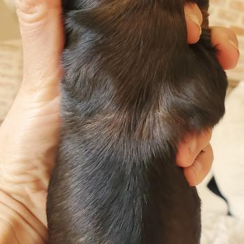 chiot Bichon havanais ROUGE CHARBONNE Les Havanais de la Maison de Prigailla