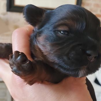 chiot Bichon havanais ROUGE CHARBONNE Les Havanais de la Maison de Prigailla