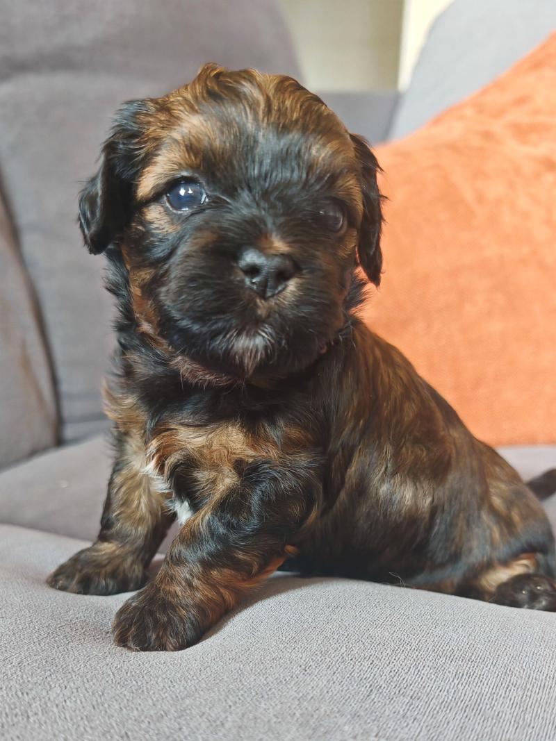 Budy La Maison de Prigailla Mâle Bichon havanais