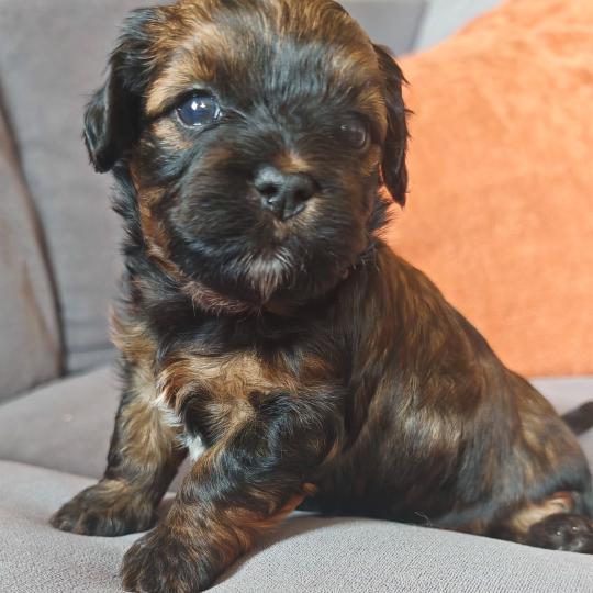 Budy La Maison de Prigailla Mâle Bichon havanais