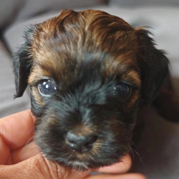 chiot Bichon havanais ROUGE CHARBONNE Les Havanais de la Maison de Prigailla