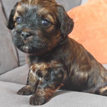 chiot Bichon havanais ROUGE CHARBONNE Les Havanais de la Maison de Prigailla