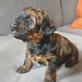 chiot Bichon havanais ROUGE CHARBONNE Les Havanais de la Maison de Prigailla
