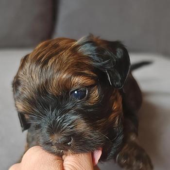chiot Bichon havanais ROUGE CHARBONNE Les Havanais de la Maison de Prigailla