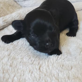 chiot Bichon havanais NOIR Les Havanais de la Maison de Prigailla