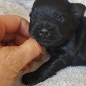 chiot Bichon havanais NOIR Les Havanais de la Maison de Prigailla